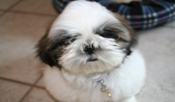 bandit_2