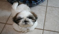 bandit_1